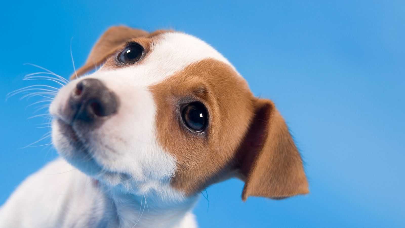 Cachorros sentem ciúmes? Entenda o comportamento emocional dos animais
