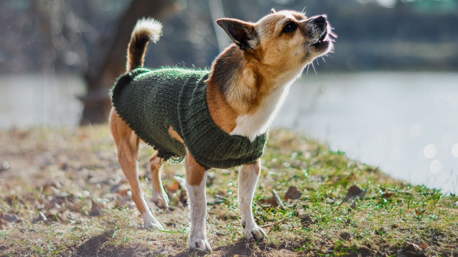 Seu Cachorro Late Sem Parar? Saiba Como Lidar Com Esse Comportamento