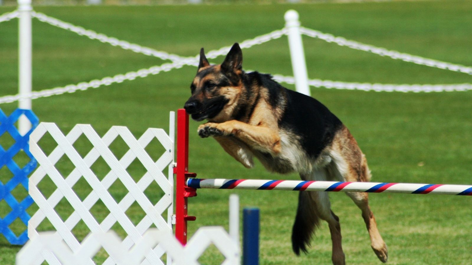 Fisioterapia em Cães Atletas: Prevenção e Recuperação de Lesões Esportivas