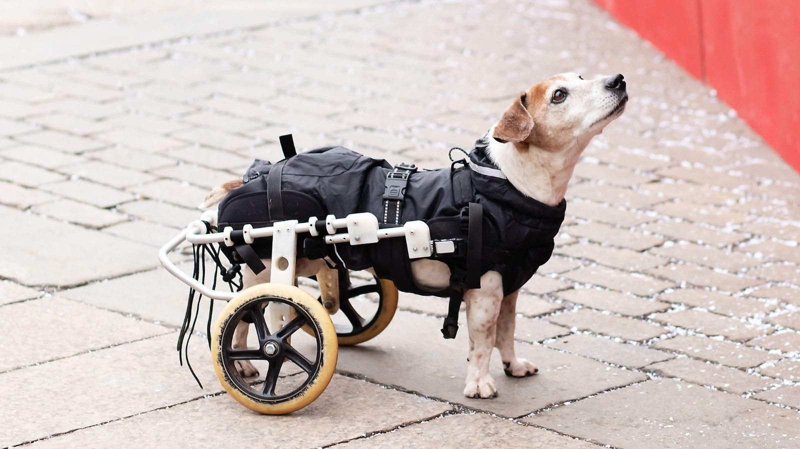 Reabilitação em Pets com Paralisia Parcial: Técnicas Para Recuperação