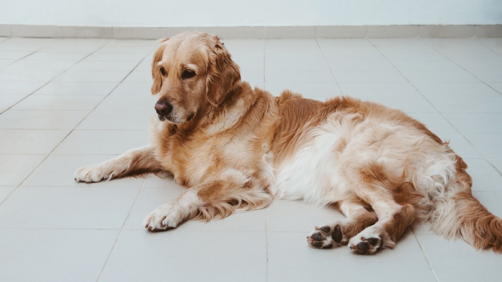 Como a Fisioterapia Ajuda em Casos de Mielopatia Degenerativa em Cães