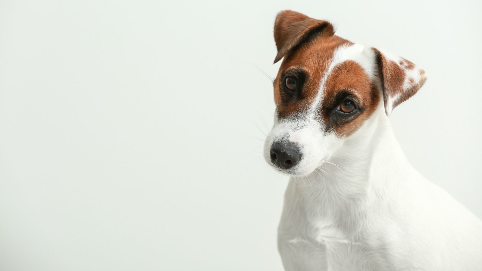 Cuidados em Pets que Sofreram AVC
