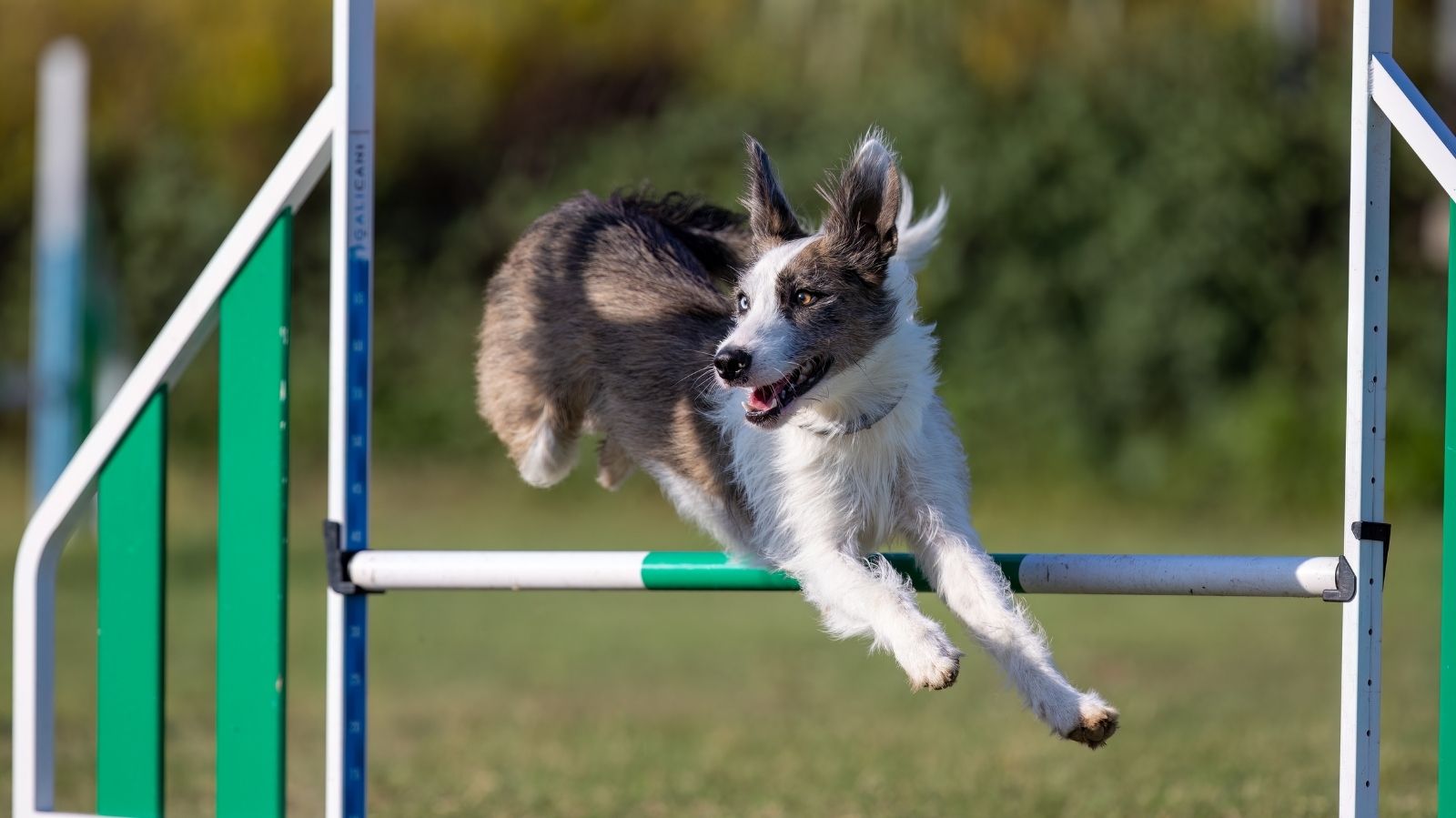 Fisioterapia Para Cães Praticantes de Agility