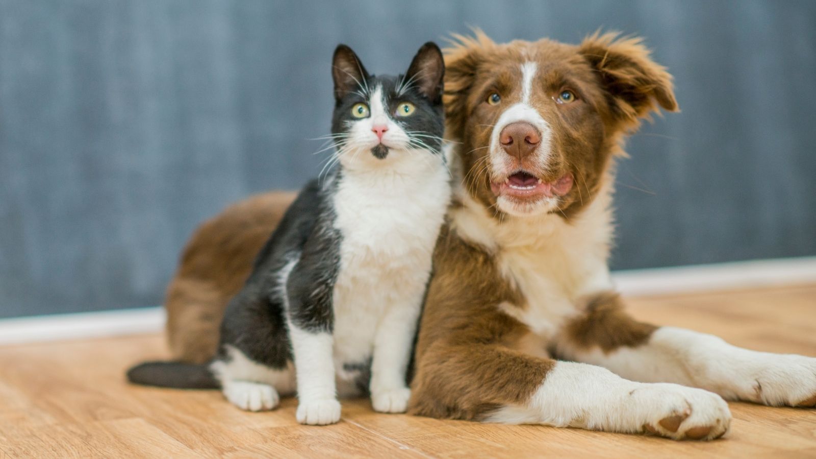 Giardíase em Cães e Gatos: O que Você Precisa Saber