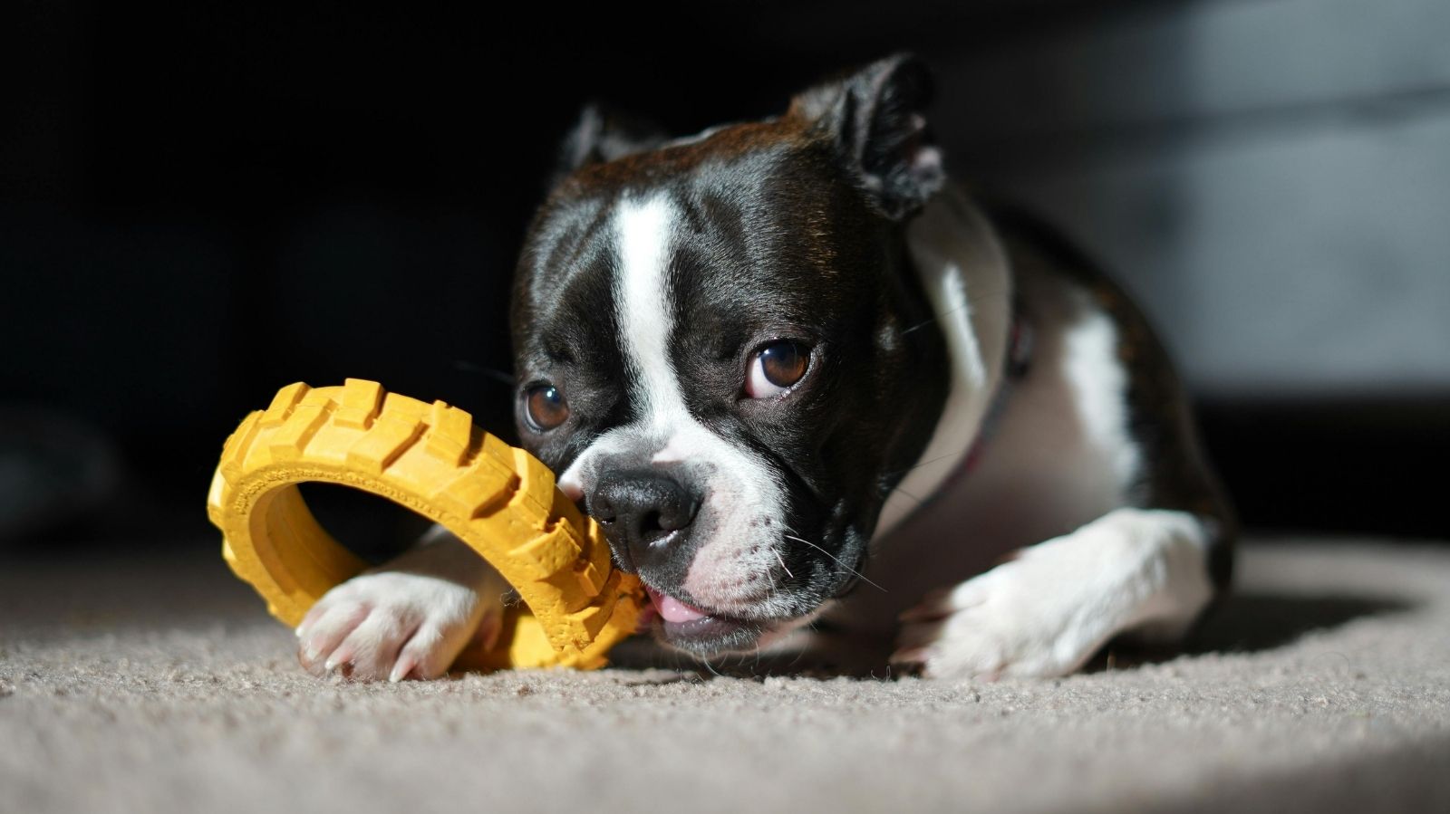 Leishmaniose Visceral Canina: O Que Você Precisa Saber Sobre