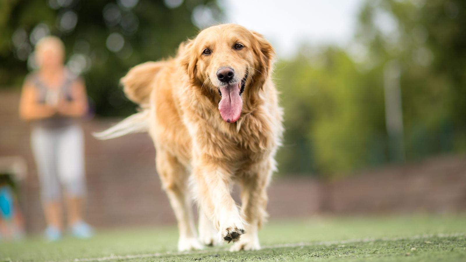 Seu Cachorro Anda em Círculos? Descubra o Motivo