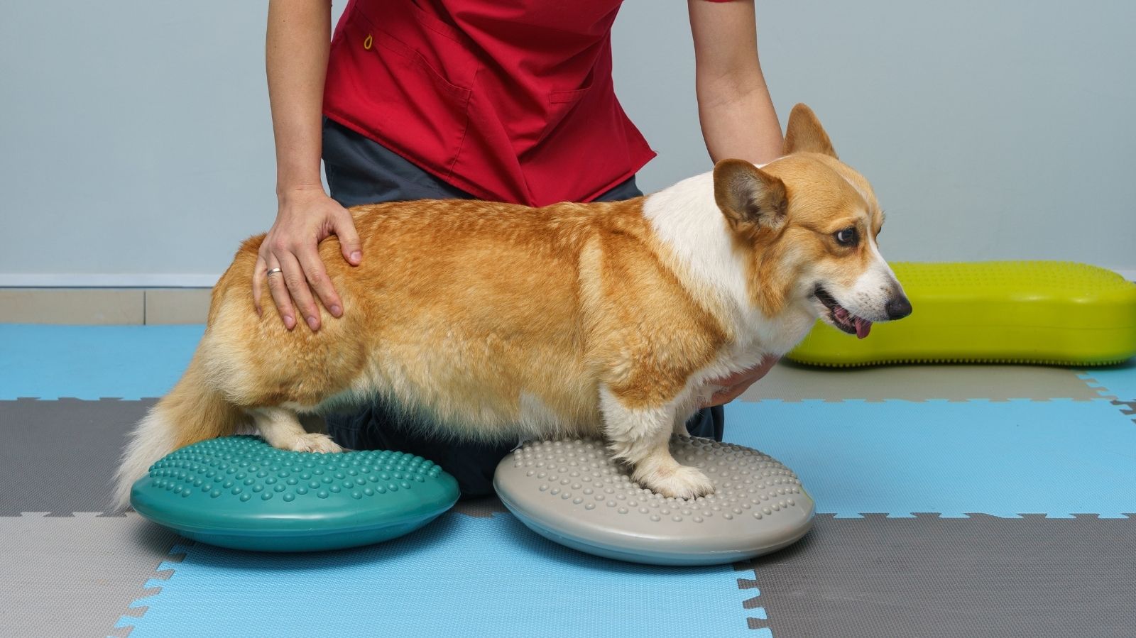 Fisio Care Pet Inaugura Nova Unidade em Recife, Pernambuco