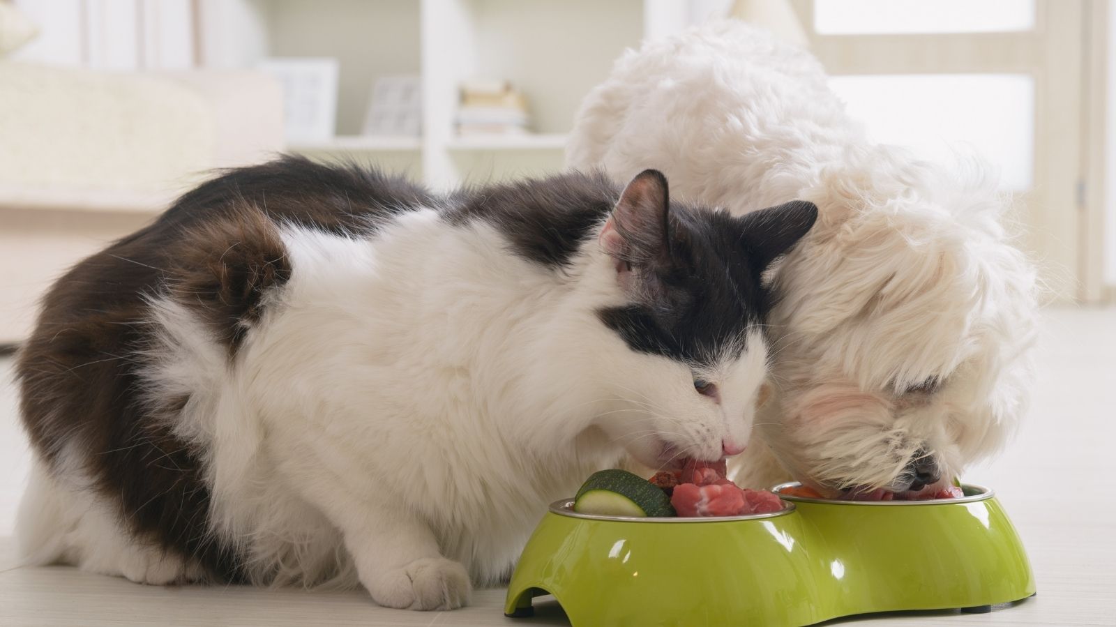 Nutrição Funcional Para Cães e Gatos: Importância e Benefícios