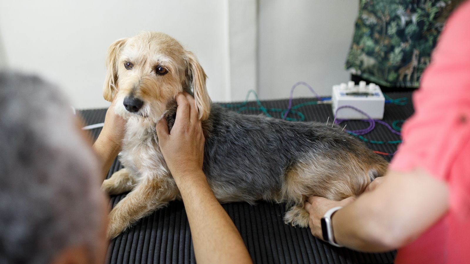 Fisioterapia Veterinária em São Bernardo do Campo: Qualidade de Vida Para o Seu Pet