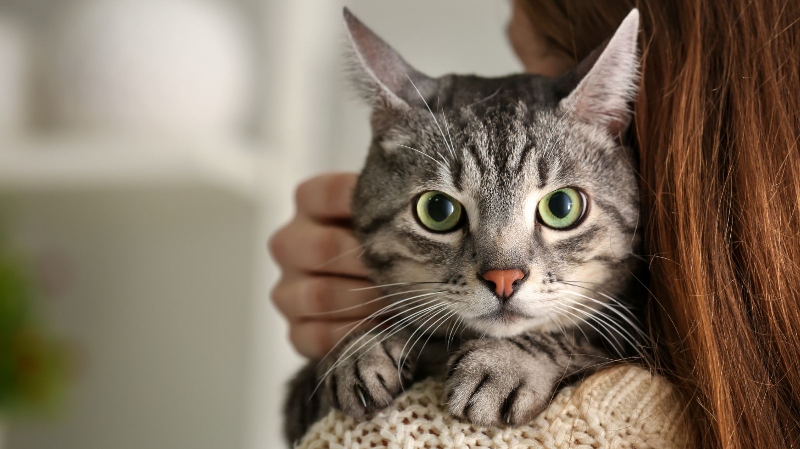 Gato Asmático: Sintomas e Tratamentos Para Melhorar a Vida do Seu Gato