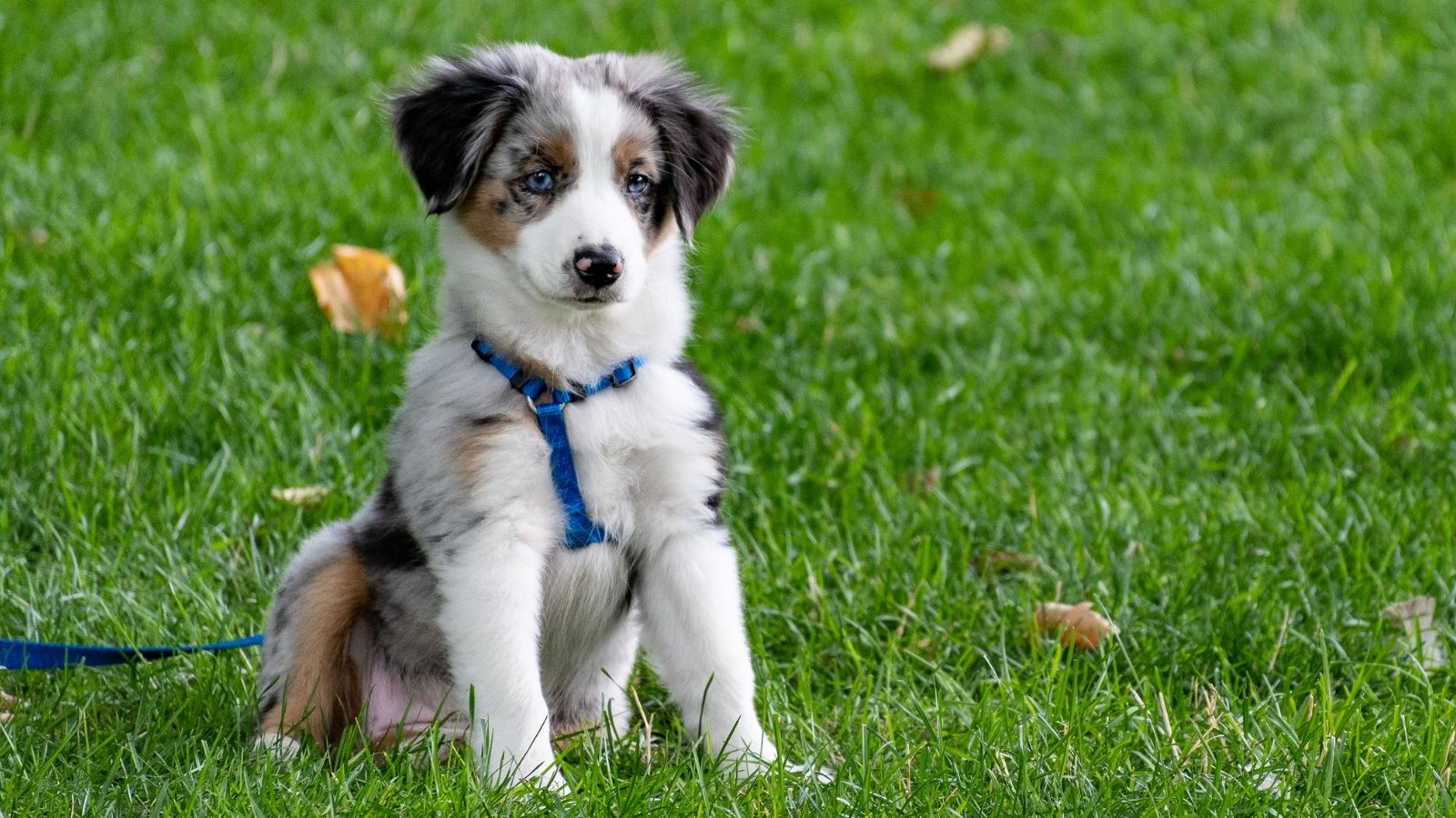 Gravidez Psicológica em Cachorro: O Que É, Sintomas e como Tratar