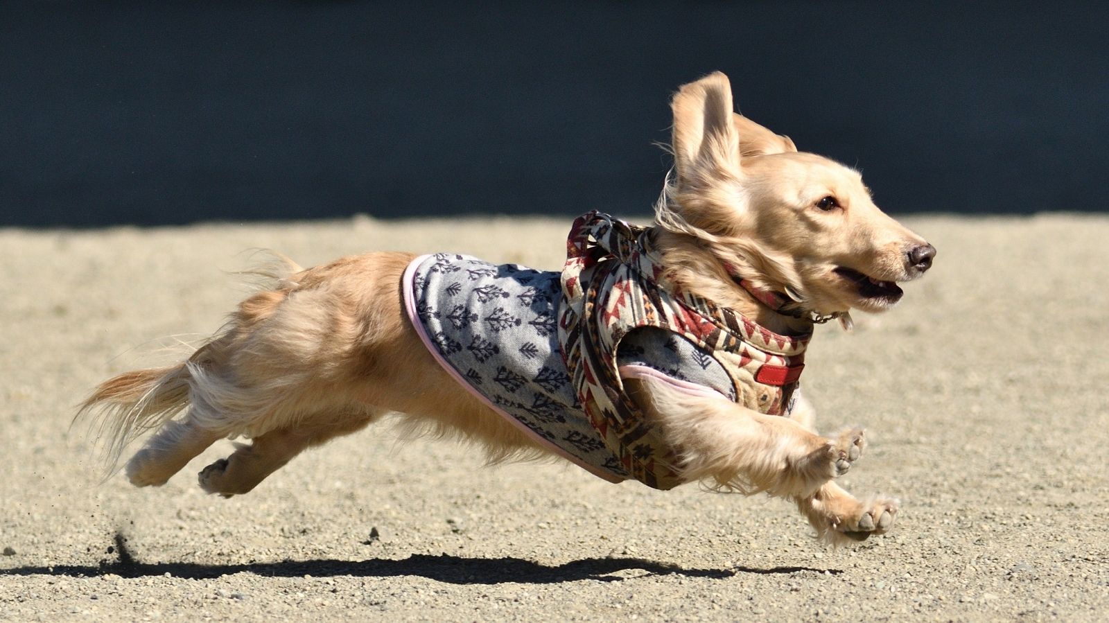 Por Que os Cachorros Correm Atrás de Motos e Carros?