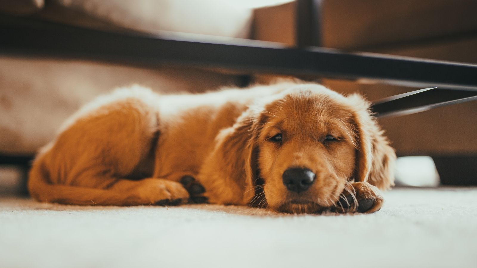 Cachorro Tem Hemorroida? Descubra a Resposta Aqui!