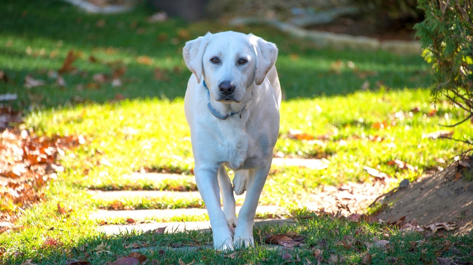 Cachorro Tremendo: O Que Pode Causar Esse Comportamento?
