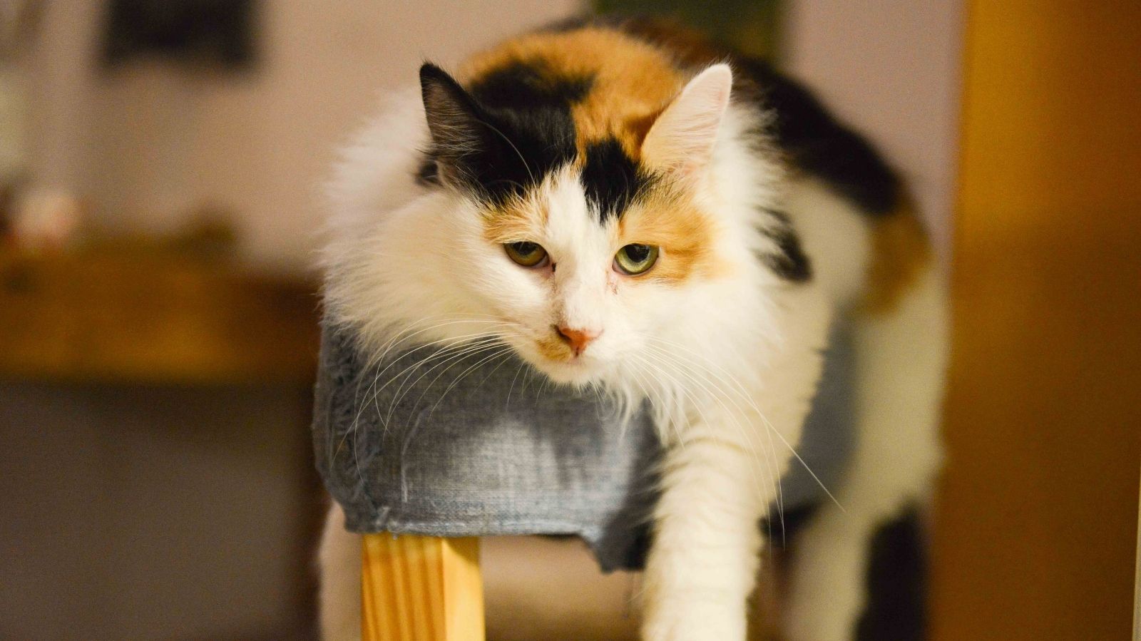 Calmante Para Gatos Funciona? Saiba Mais!