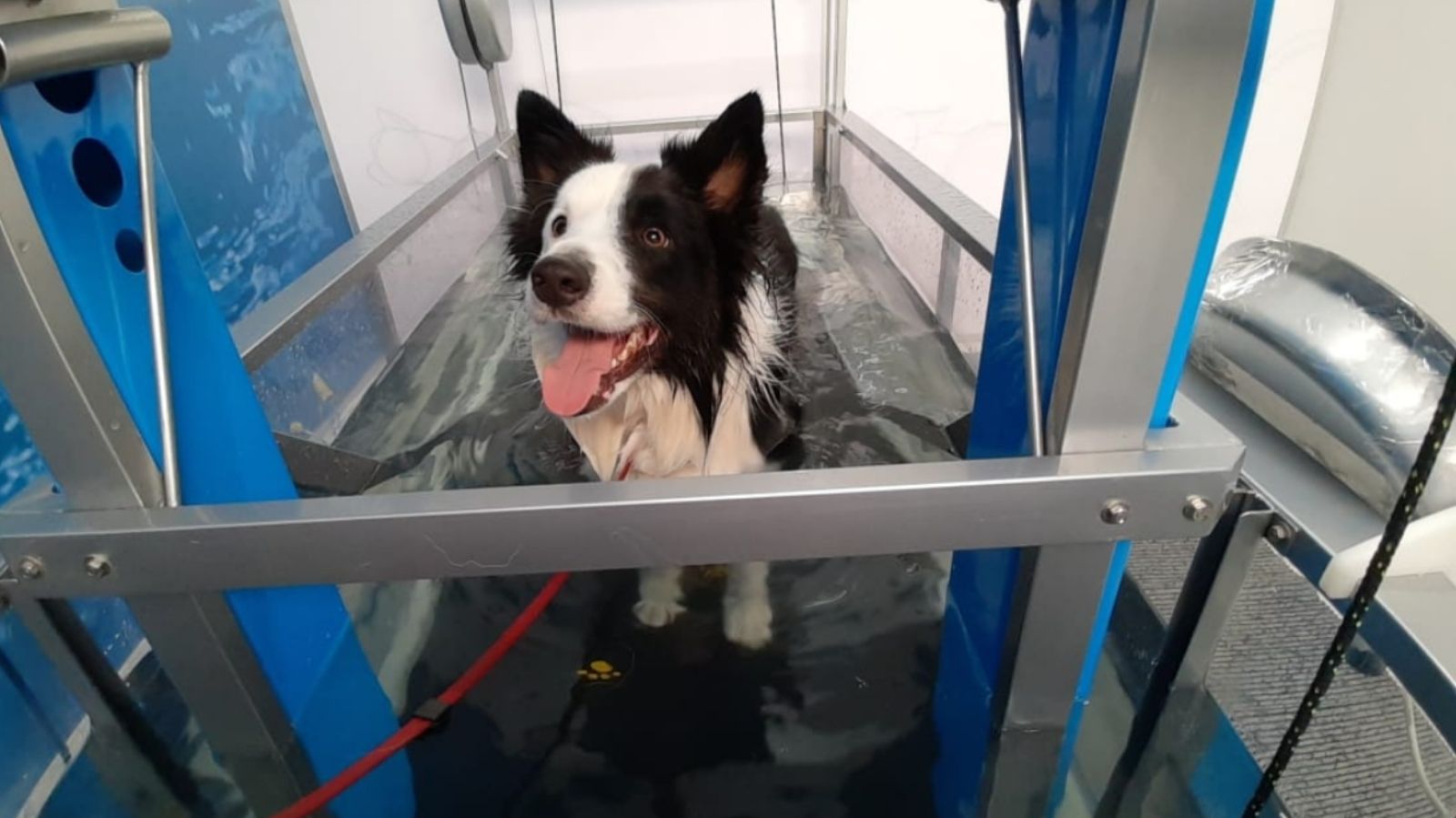 Nova Unidade de Fisioterapia Veterinária na Chácara Inglesa - SP
