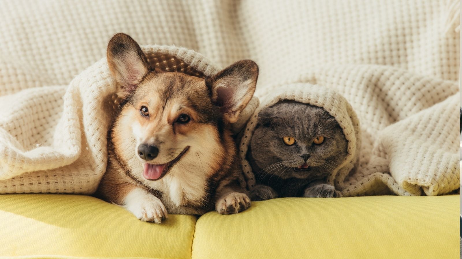Entenda Como Identificar Sinais de Dor Muscular ou Articular em Pets