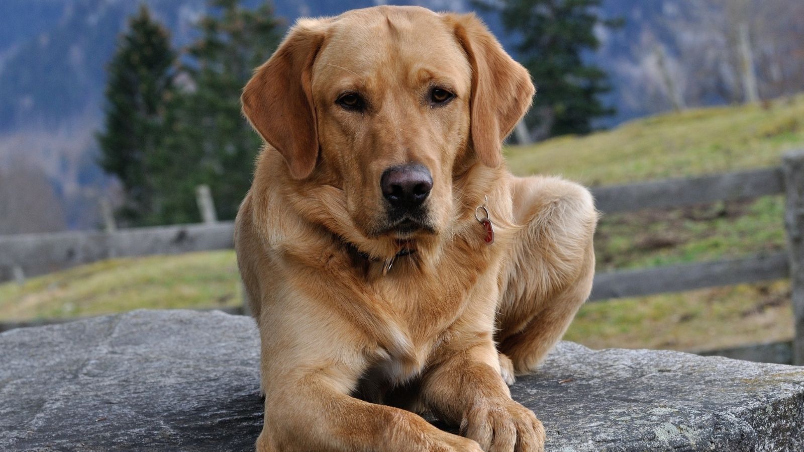 Descubra o Que é Hepatite Infecciosa Canina