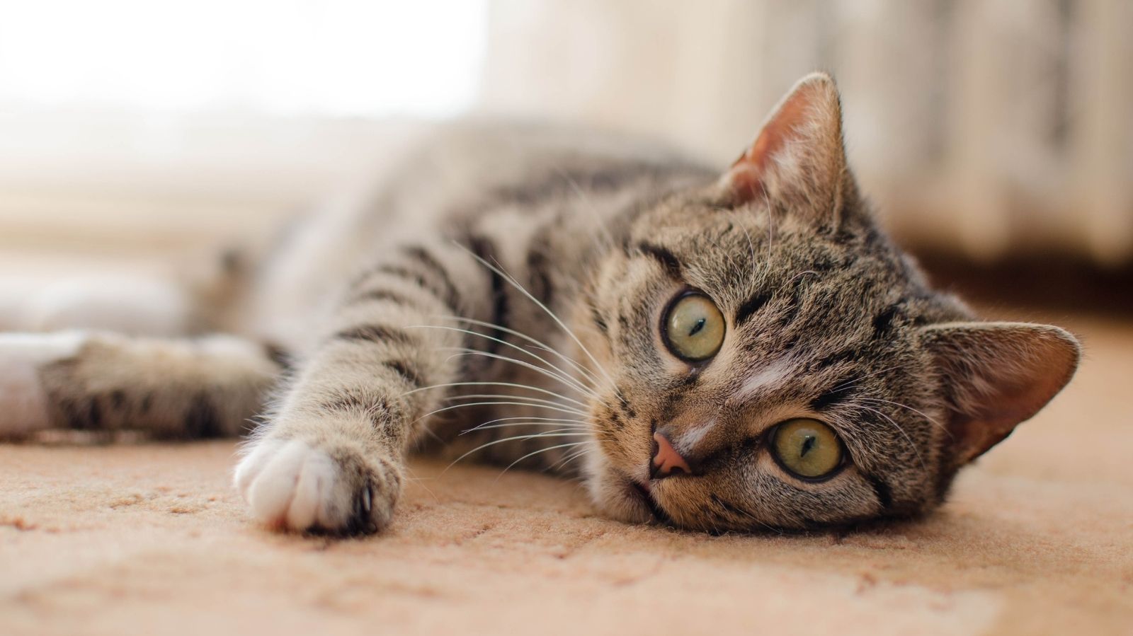 Tudo Sobre a Toxoplasmose, a Famosa “Doença do Gato”
