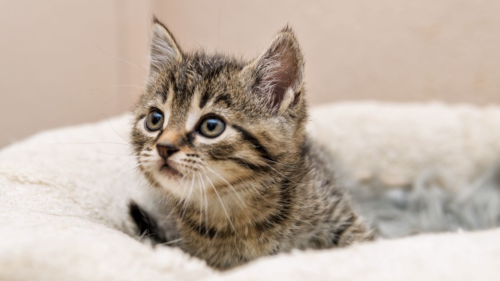 Esporotricose em Gatos: Causas, Sintomas e Tratamentos Essenciais