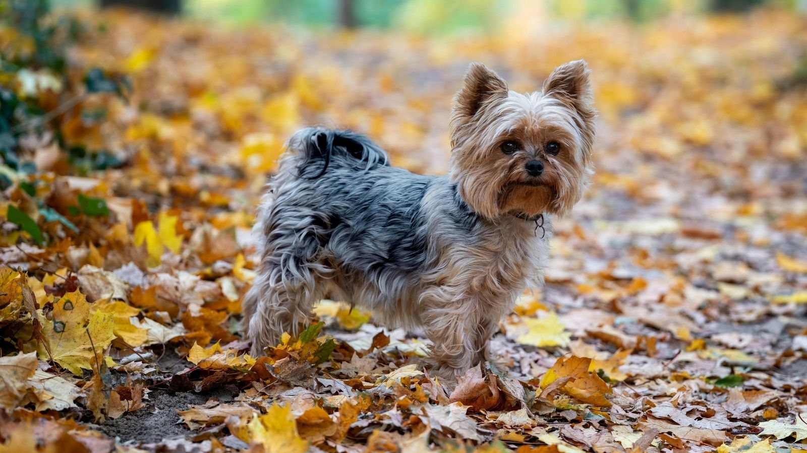 Como Auxiliar na Longevidade de um Yorkshire Terrier