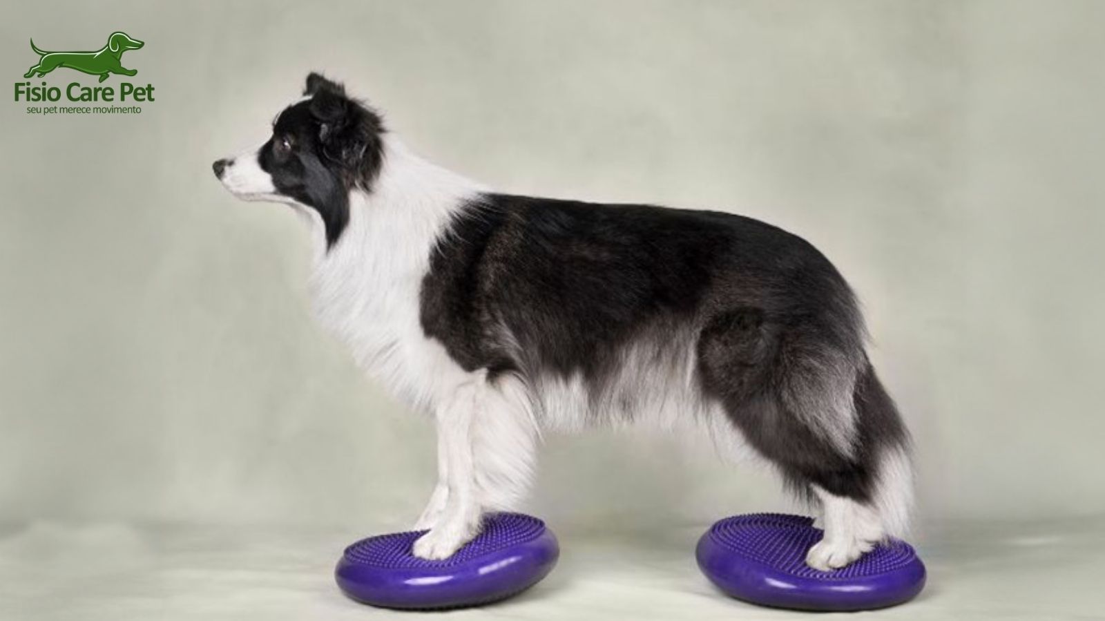 Fisioterapia Veterinária em Indaiatuba: Cuidado Especializado