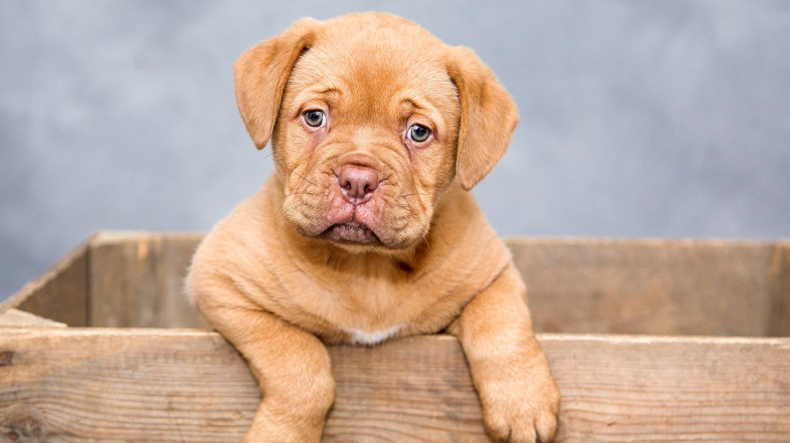 Doença Renal Crônica em Cães: A Importância do Diagnóstico Precoce