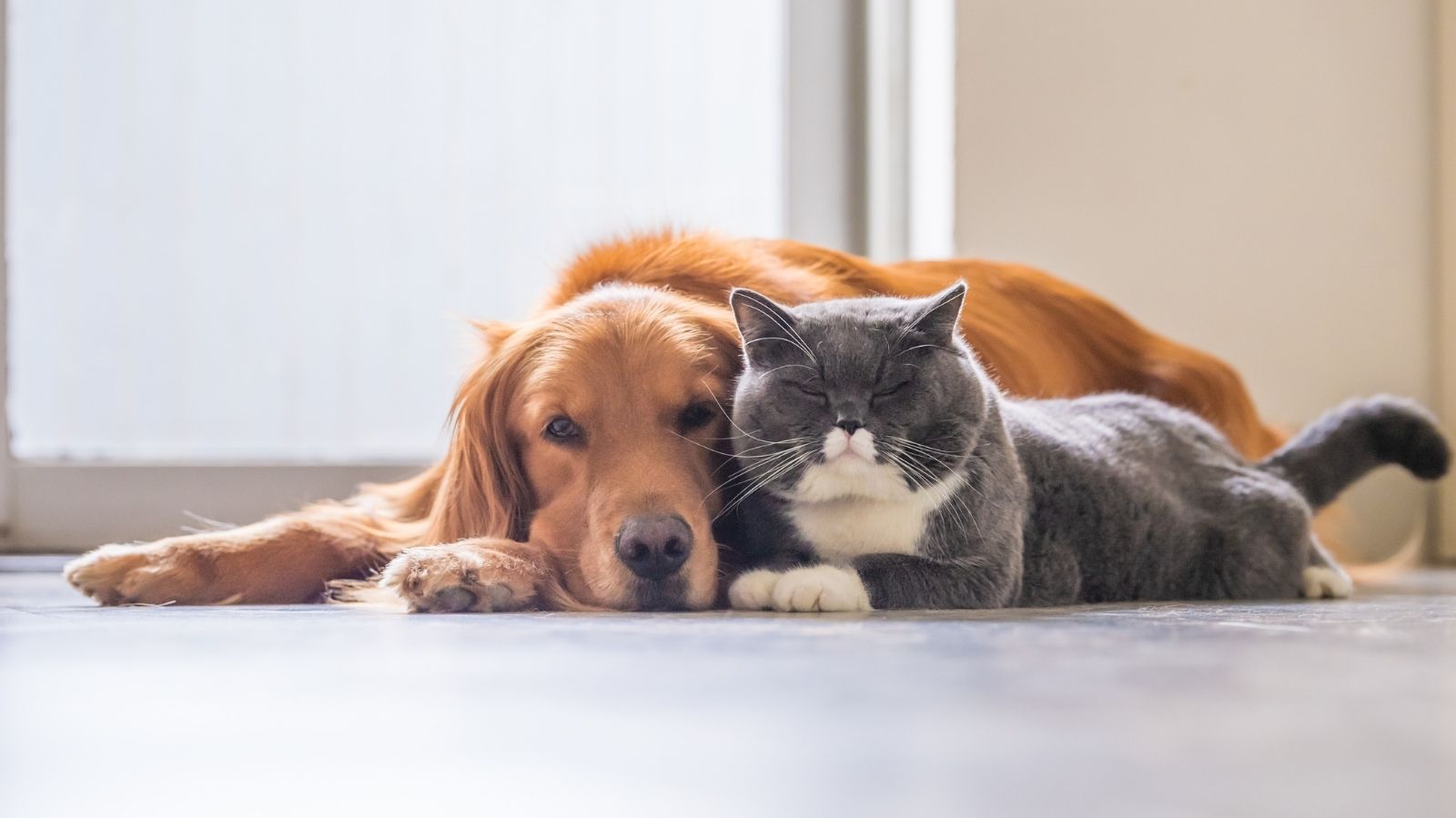 Giardíase em Cães e Gatos: O Que é?