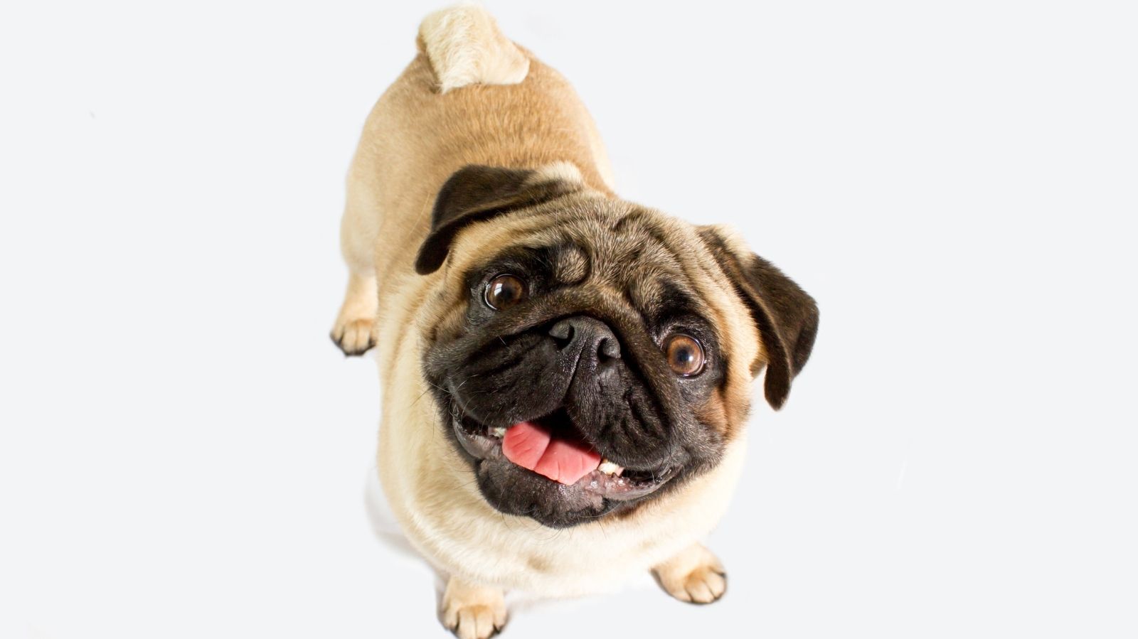 Cachorro com Pancreatite: Sintomas, Causas e a Dieta Ideal