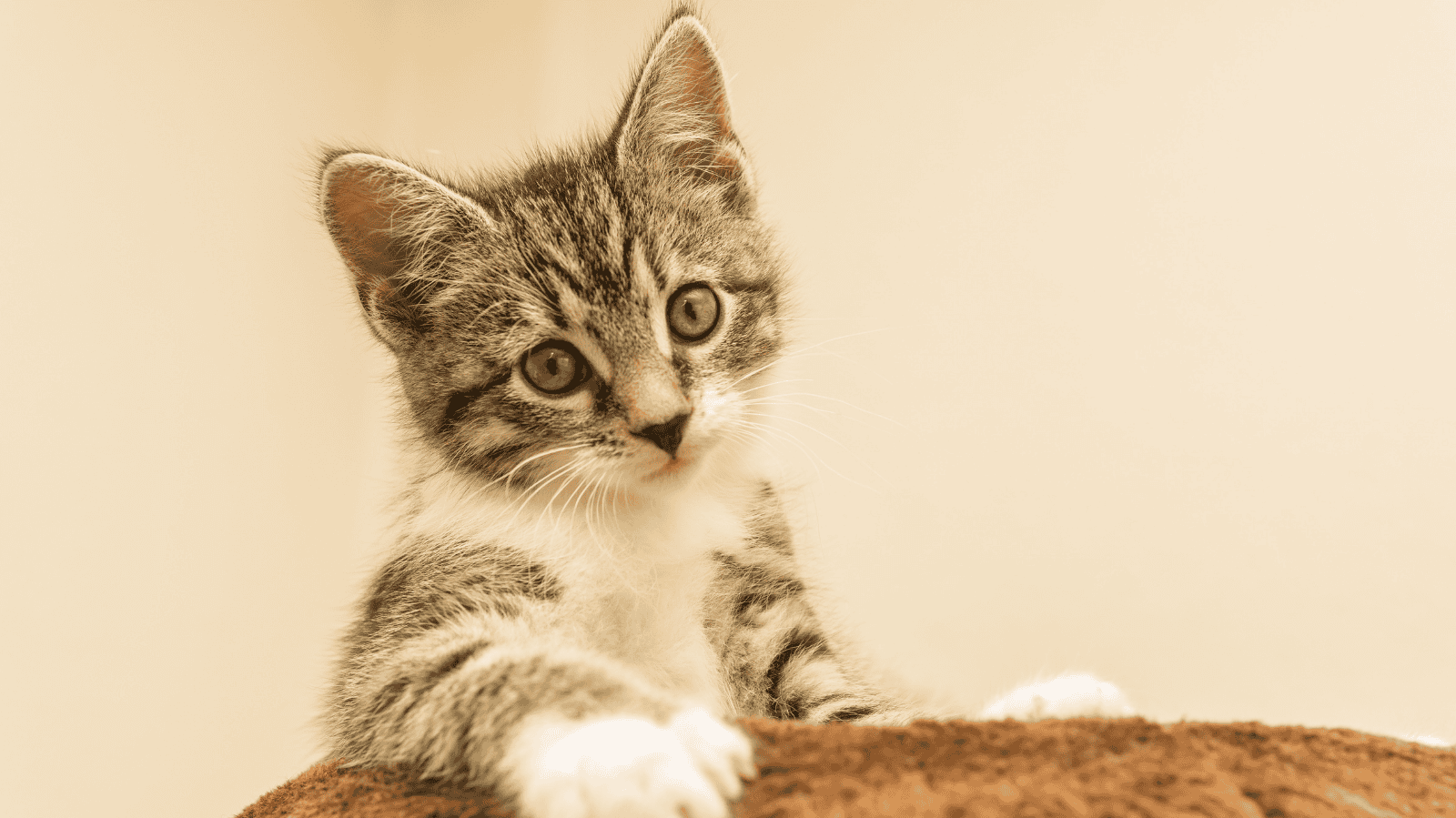 Doenças Hepáticas em Gatos: Sinais Clínicos e Cuidados Dietéticos