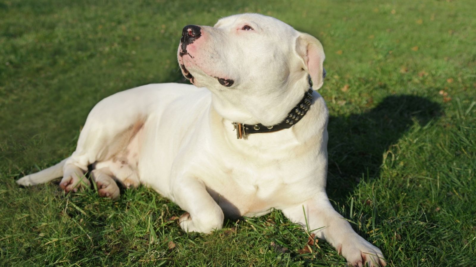 As Doenças Mais Comuns do Dogo Argentino