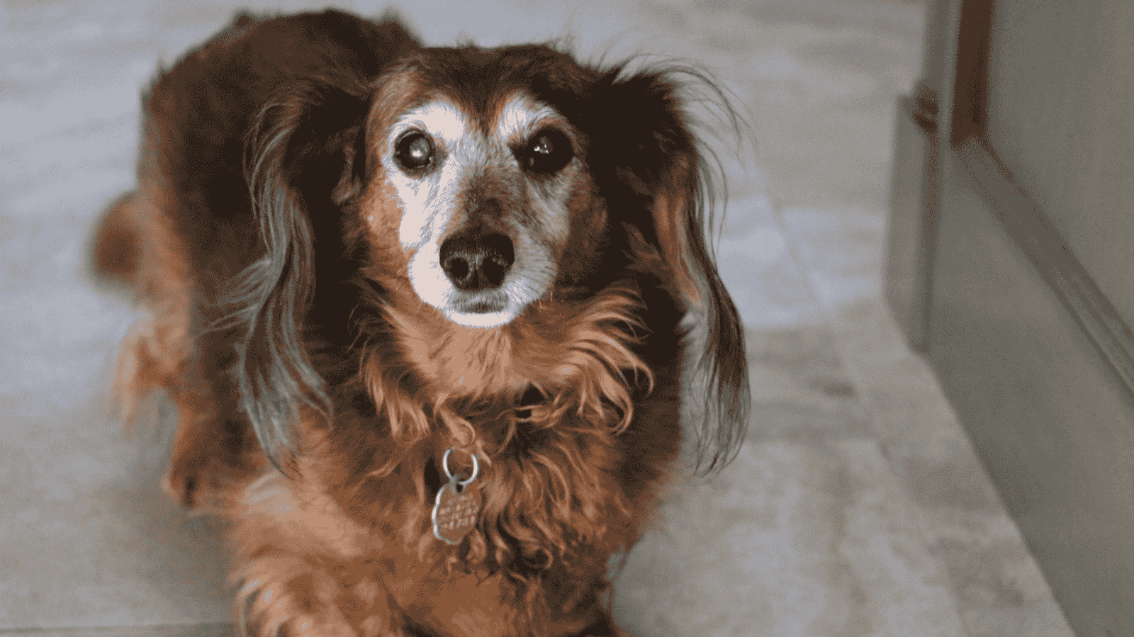 Pets que não aceitam novos moradores: como lidar com esse comportamento