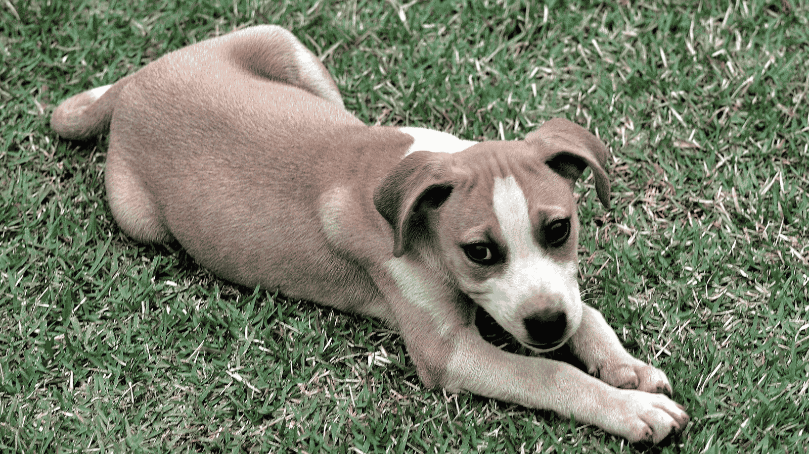 Cuidados Fisioterapêuticos em Animais com Sequelas Neurológicas