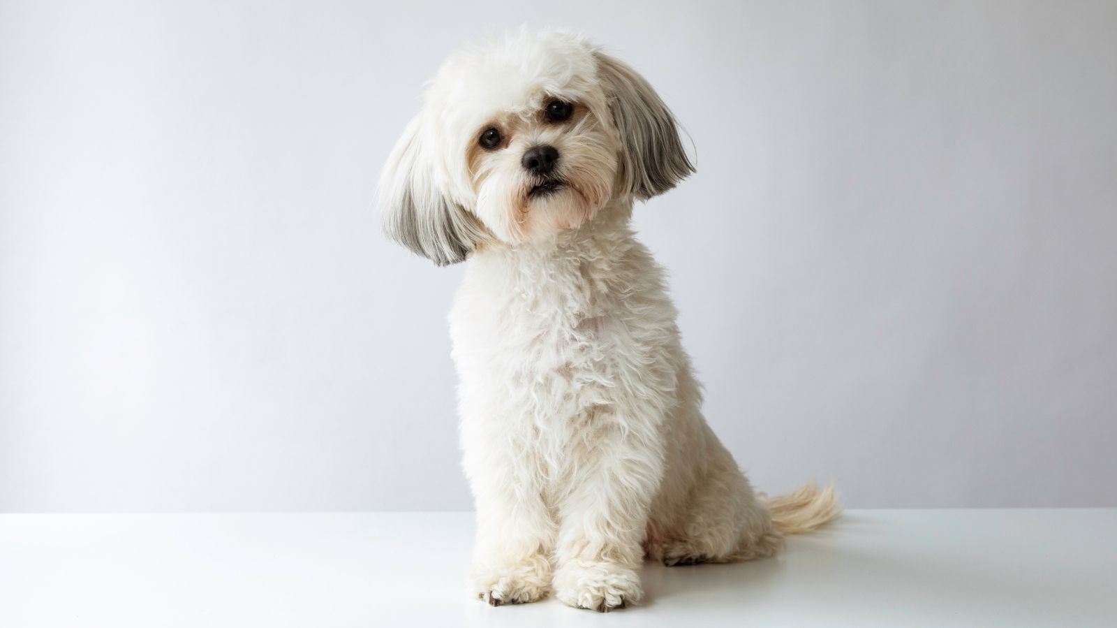 Conheça a Dirofilariose Canina: A Doença do Verme do Coração