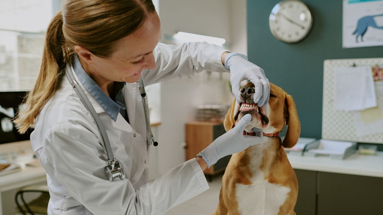 Papilomatose Oral Canina: Causas e Sintomas