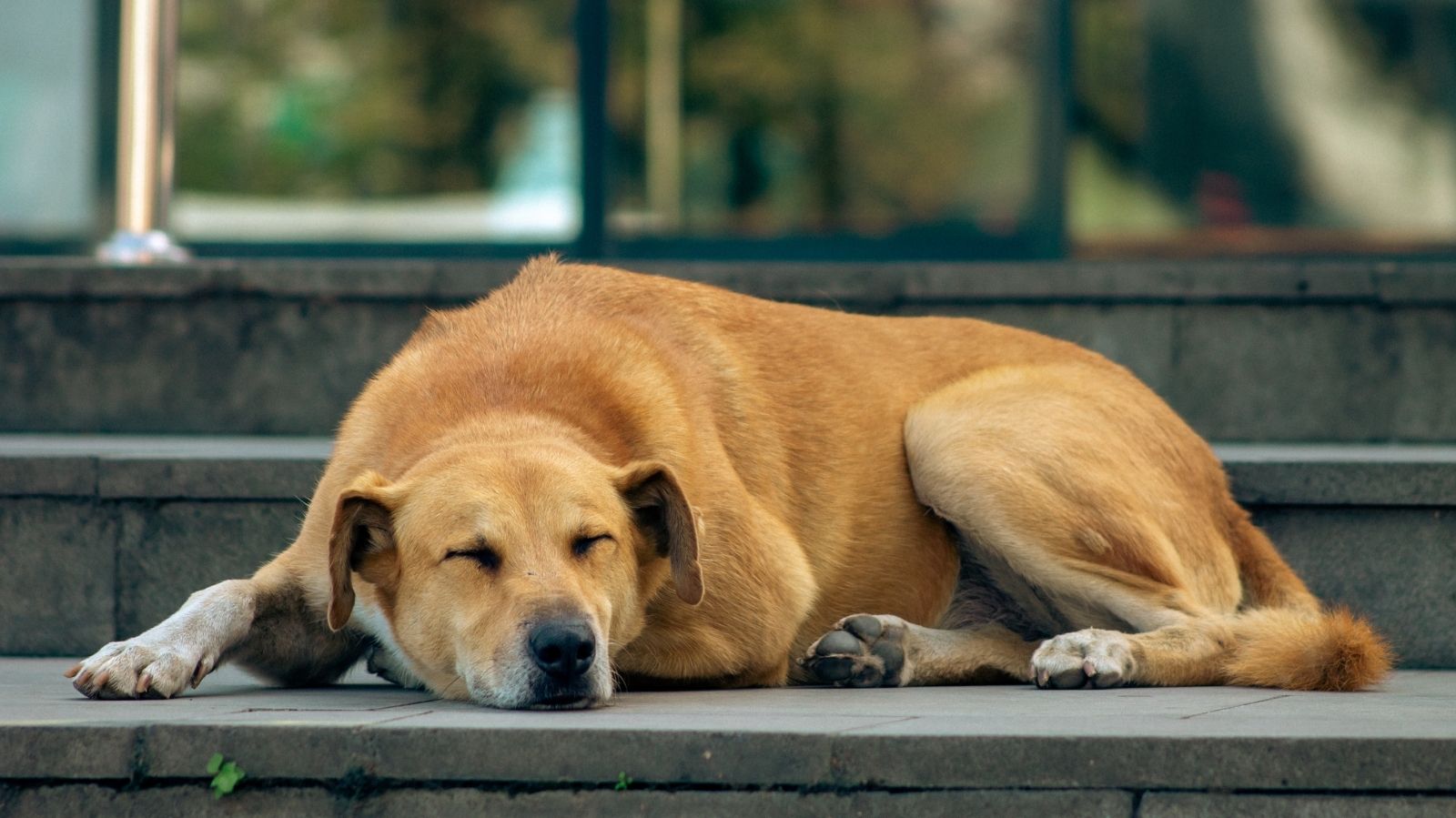 Icterícia em Cães: O Que é e Como a Fisioterapia Pode Ajudar na Recuperação