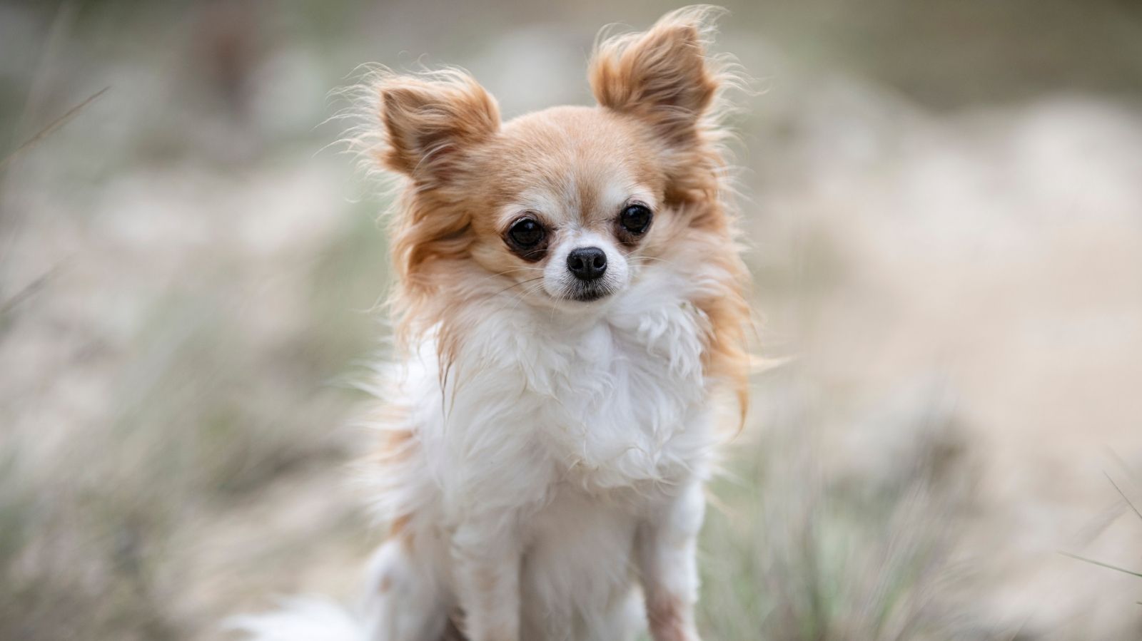 Chihuahua com Lesão? Saiba como a Fisioterapia Veterinária Ajuda na Recuperação