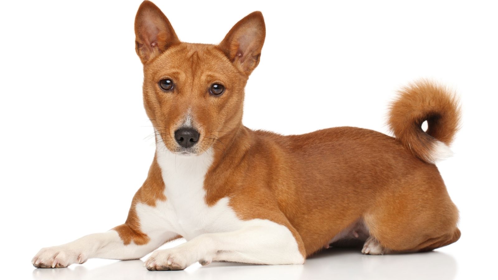 Saiba como Tratar a Luxação de Patela em Cachorro de Forma Eficaz