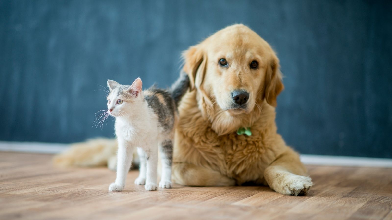 Pets em apartamentos: como adaptar o ambiente para cães e gatos