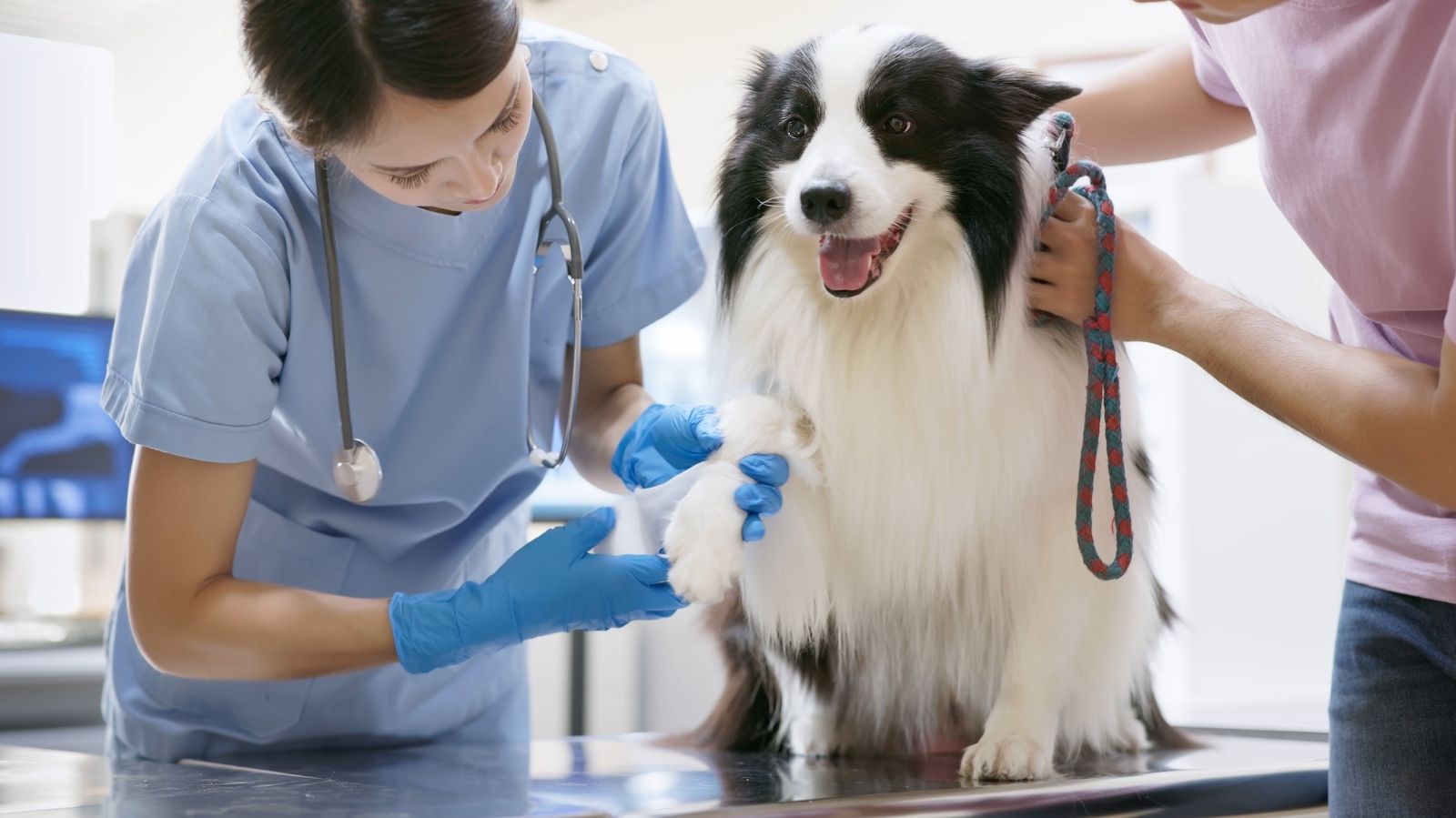 Cachorro Com Tendinite: Como Tratar e Aliviar a Dor com Fisioterapia