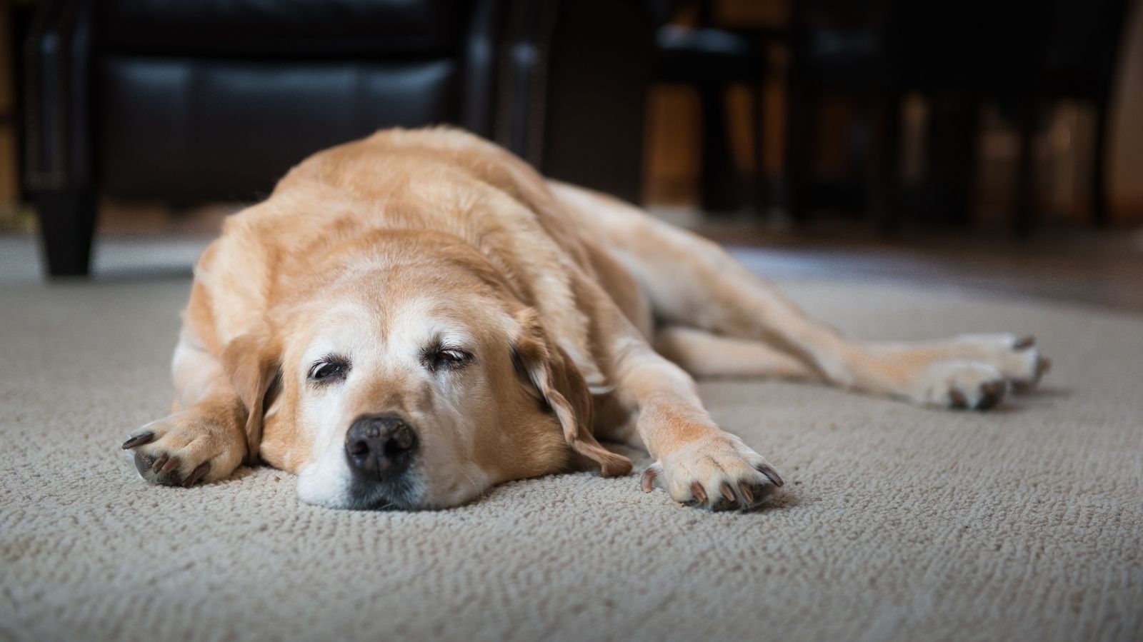 Dermatite Seborreica em cachorro: o que é, sintomas e como tratar