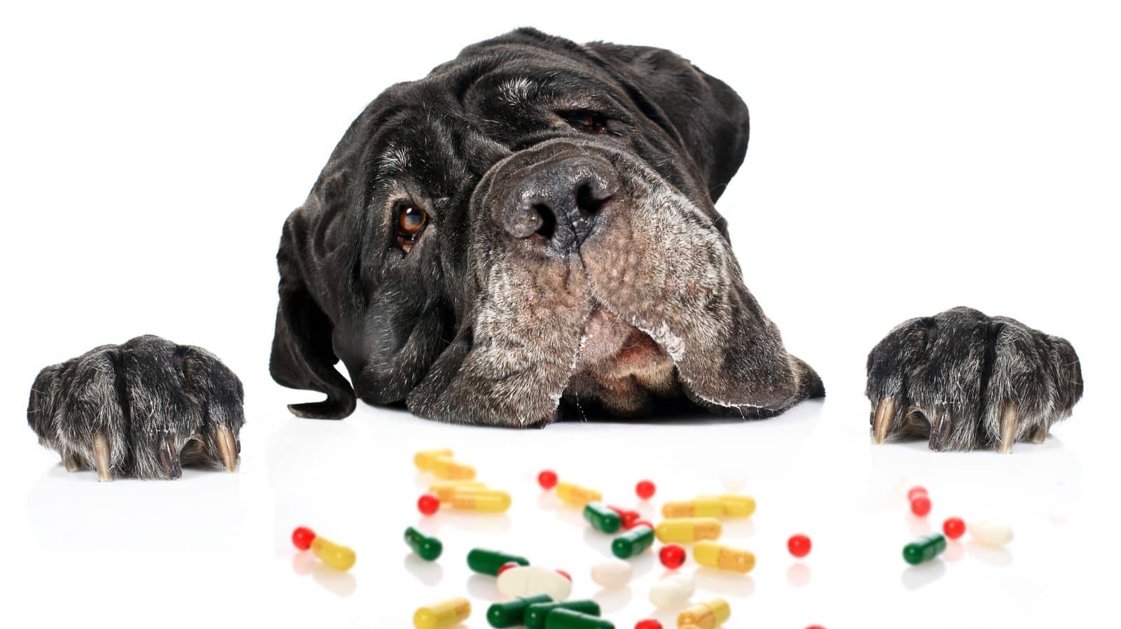 Vitamina para cachorro: como saber se seu pet precisa?