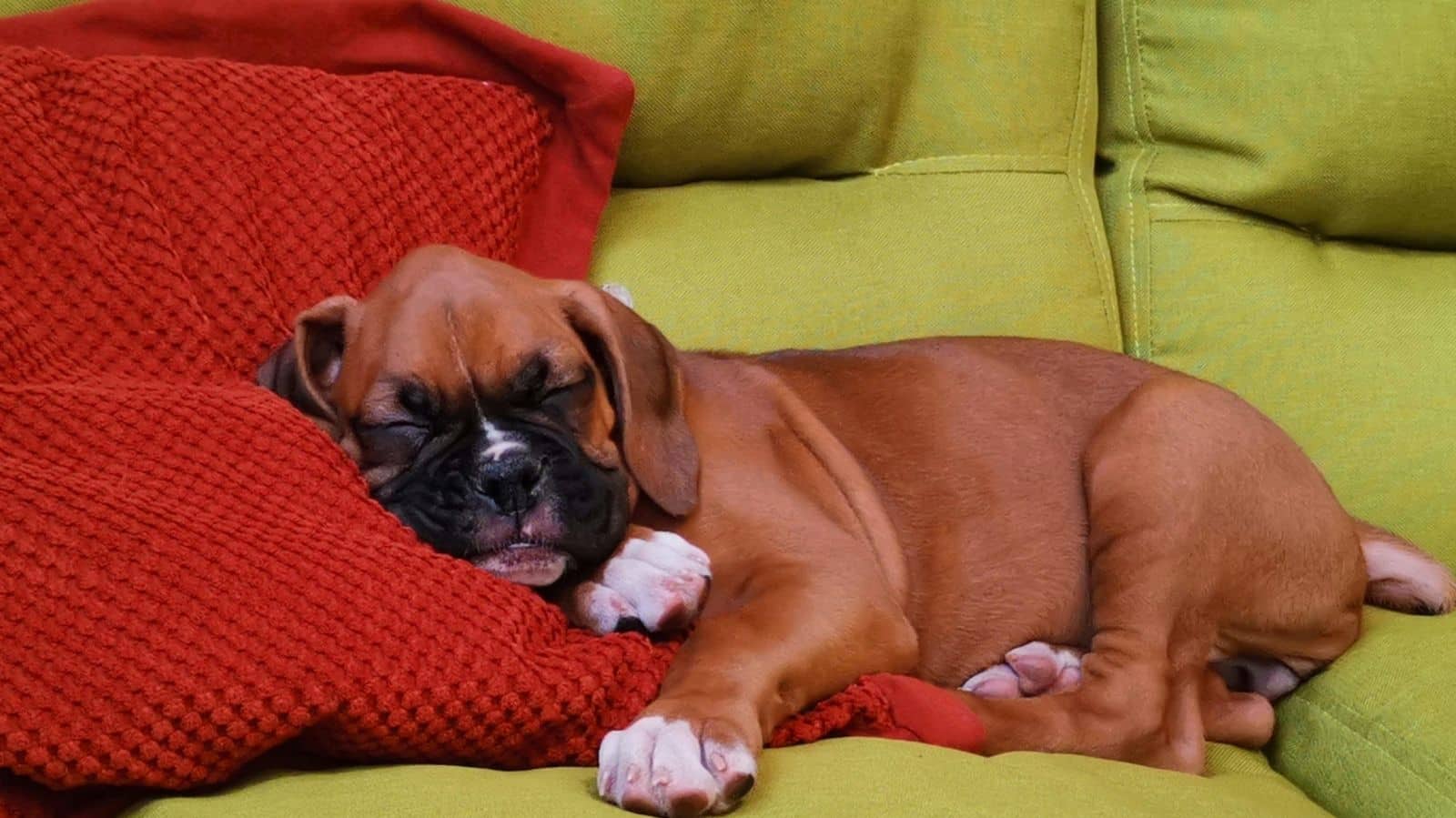Cachorro com gases: saiba como identificar e aliviar o desconforto do seu pet