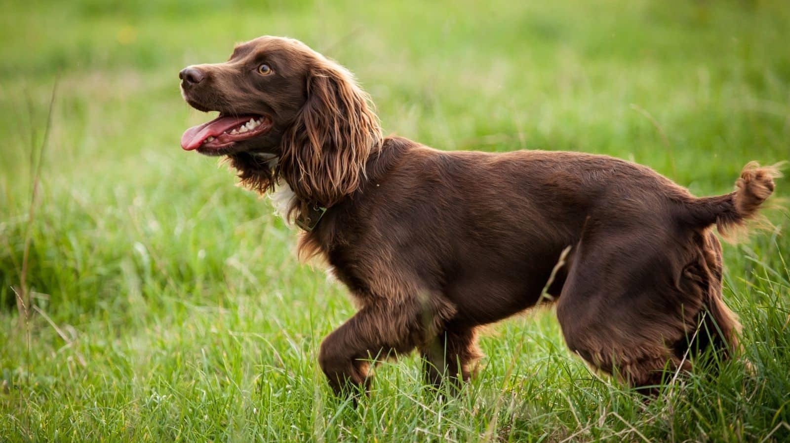 Spaniel Japonês: principais doenças da raça