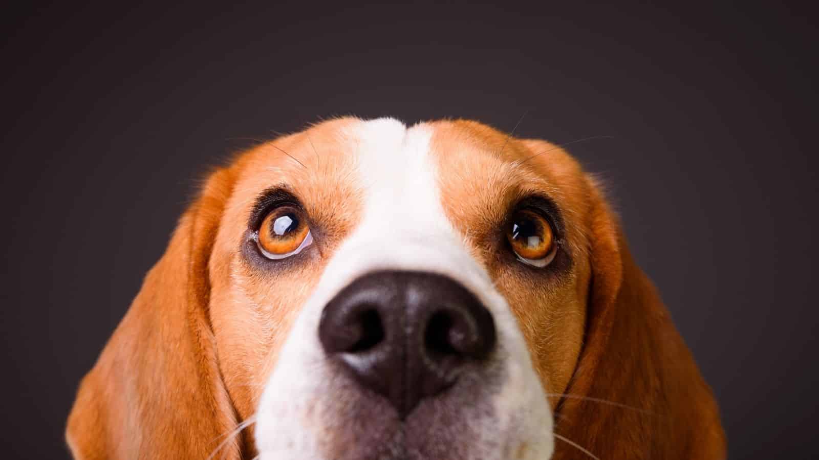 Cachorro com conjuntivite: como tratar