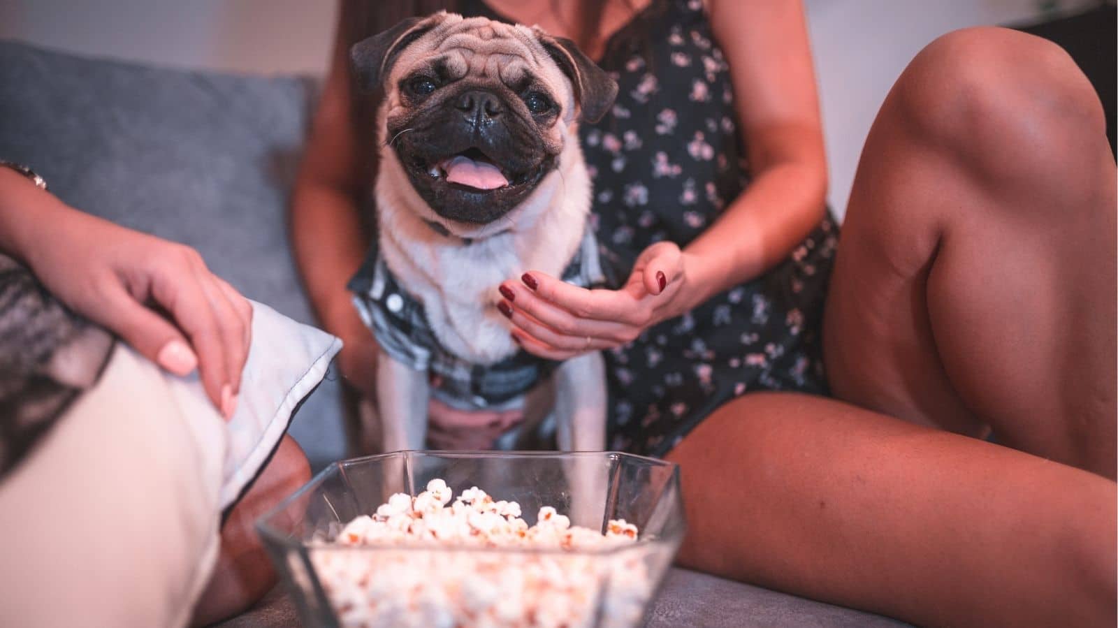 Afinal, pode dar pipoca para cachorro?