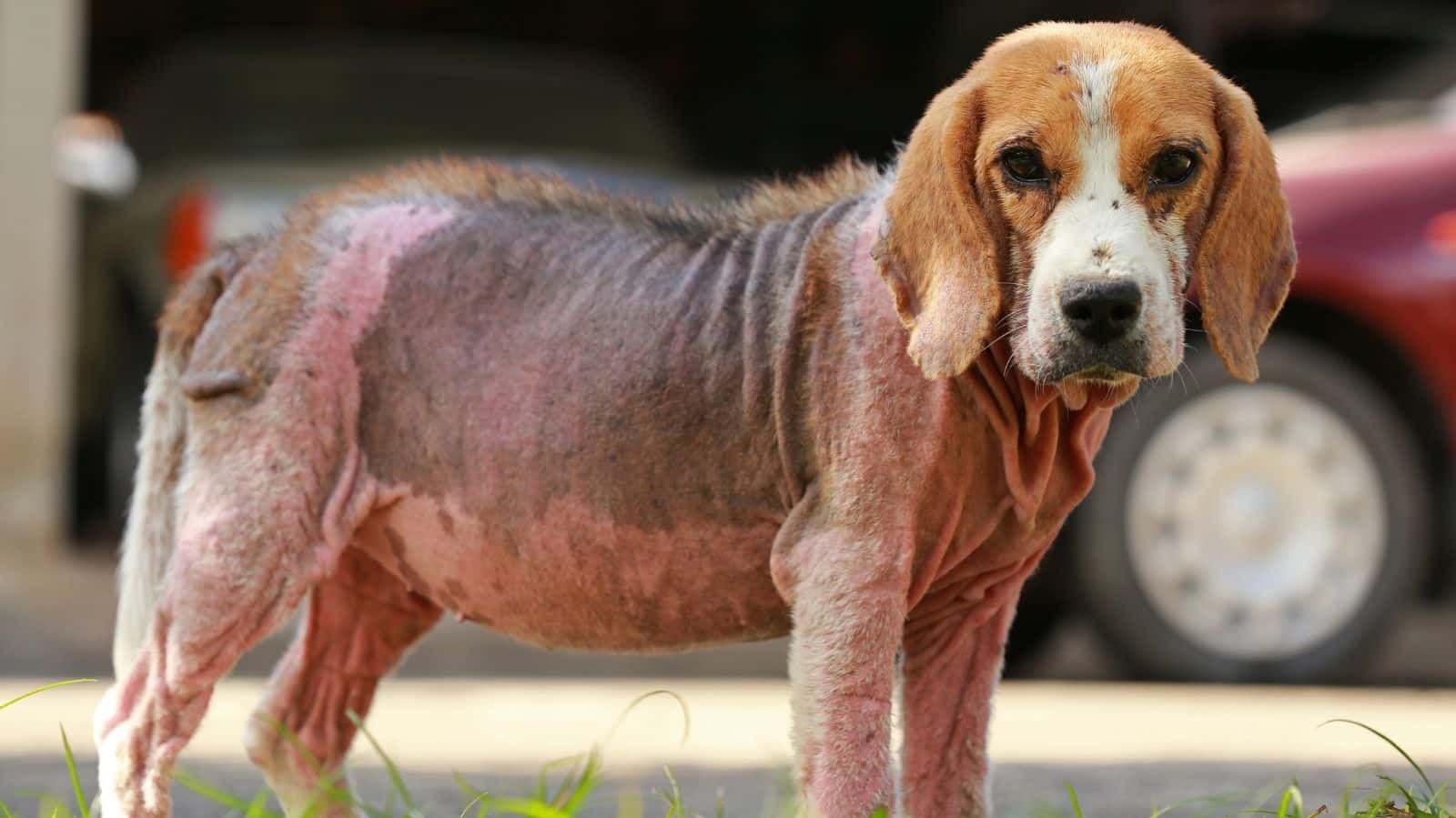 Saiba como tratar cachorro com sarna