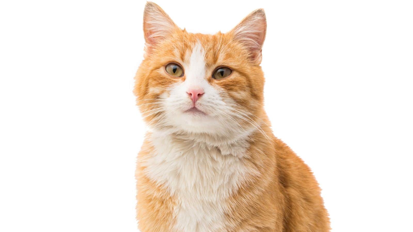 Dermatofitose em gatos: sintomas e tratamento