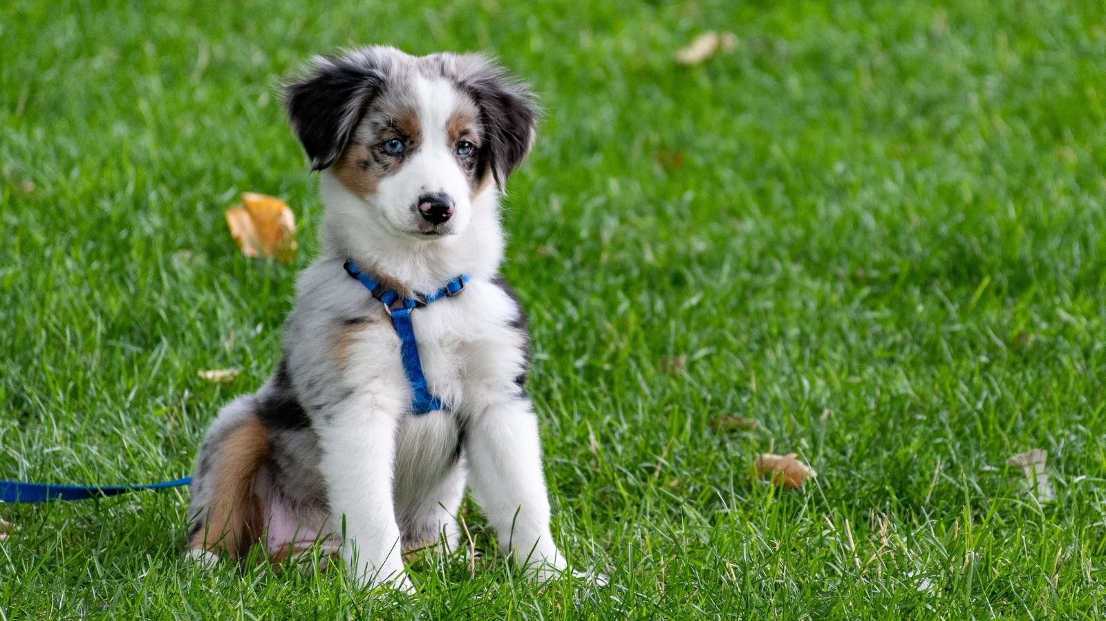 Cachorro com Dificuldade Para Respirar: Saiba como Exercícios Fisiátricos Ajudam