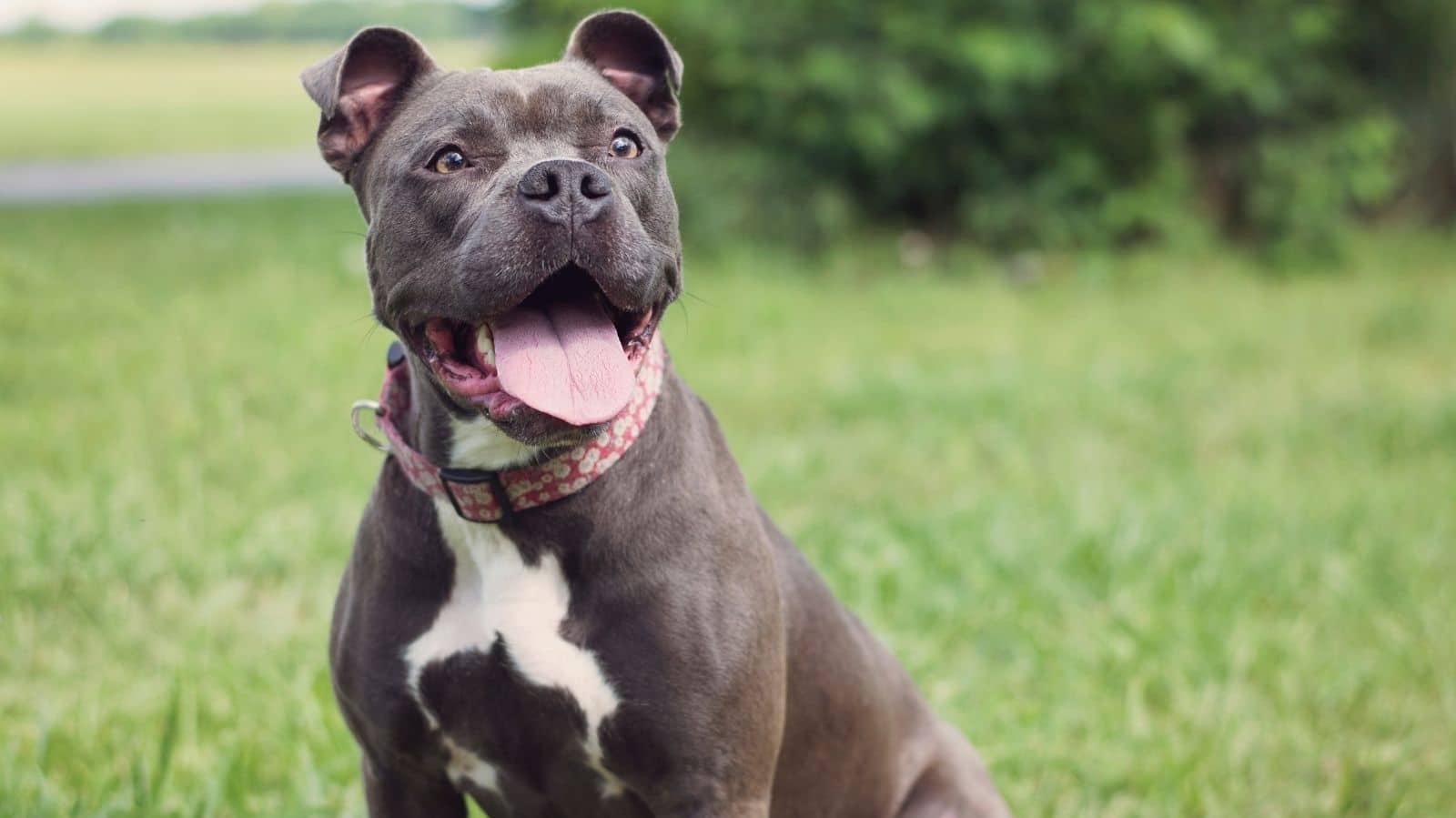 Barriga d’água em cachorro: causas, sintomas e tratamentos eficazes